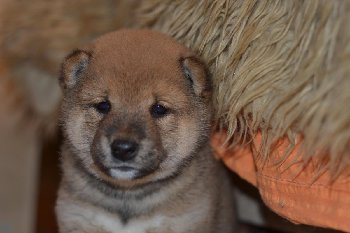 хорошие очертания скуловых дуг