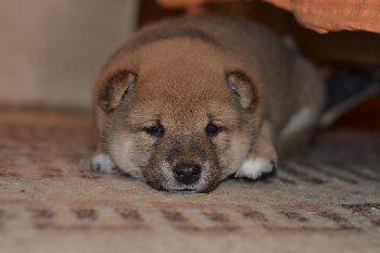 готовность играть и отдыхать