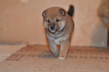 25 апр2015 347.JPG