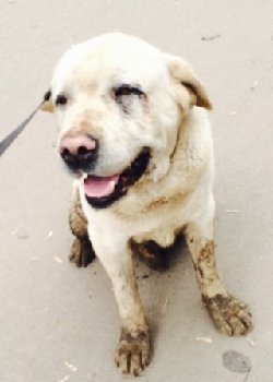 26 апреля 2015 лабр на Силикатной.jpg