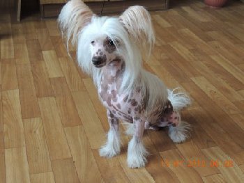 28 апреля 2015 пропала КХС в Кузнечиках.jpg