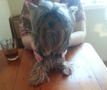 29 апреля 2015 найден йорк на Кирова12.jpg