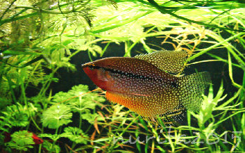 самец жемчужного гурами, 11 месяцев