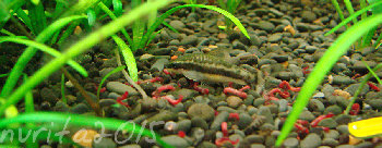 Макроспилус? ест мотыль