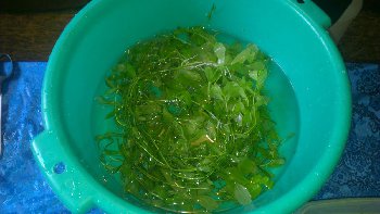 &quot;Дубок&quot; (целый тазик) :)