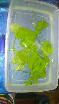 Нимфея (отличные кустики с корешками)