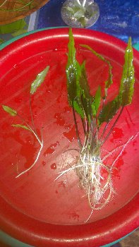 Крипта (большой кустик с детками)