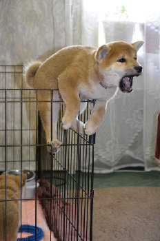 пустите на волю( фото не мое) это щенки у  друзей