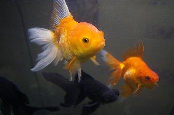 У Шапки термический шок..ещё не прошел..