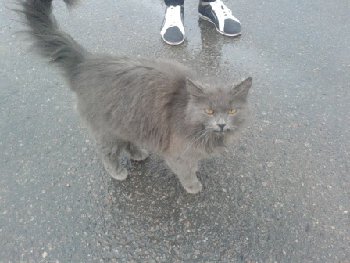 15 мая 2015 найдена кошка.jpg