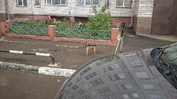 Бегает уже 3-4 дня.