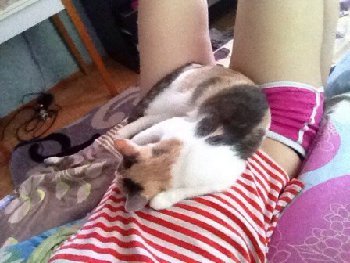 17 мая 2015 пропала кошка на 43 армии.jpg