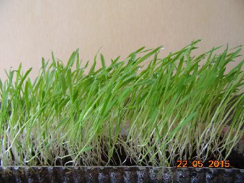 DSC00809.JPG