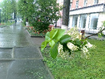 ул. Кирова уже покосили