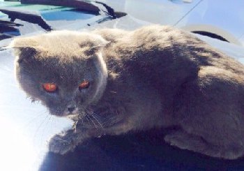 25 мая 2015 найден брит11.jpg