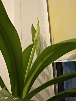 1_DSC09325_1.jpg
