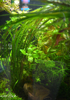 1_Cryptocoryne crispatula var. flaccidifolia_DSC_3886.JPG