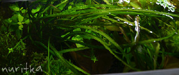 2_Cryptocoryne crispatula var. flaccidifolia_DSC_3890_1.jpg