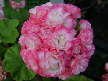 _____________________Appleblossom_Rosebud.jpg