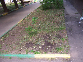 выкосили палисадник.jpg