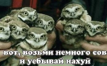 совы.jpg