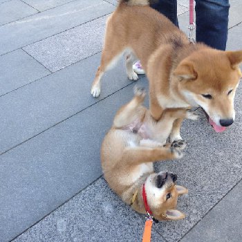 знакомства с др собаками