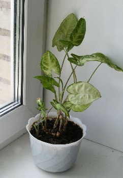 IMG_5888.JPG