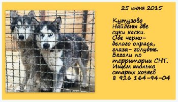 25 июня 2015 найдены 2 хаски в подольске1.jpg