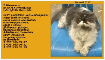 26 июня 2015 перс в шепчинках2.jpg