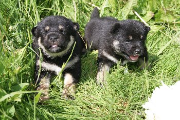 девочки близняшки