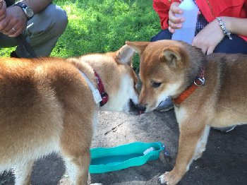 с подружкой Йошкой