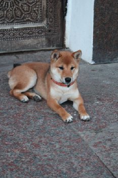 просто Шант