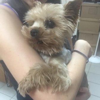 7 августа 2015 йорк на свердлова.jpg