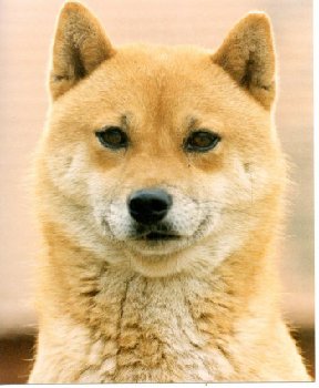 Арко привезен из США в Чехославакию в 1990