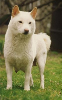 Ориона &quot;Сахар&quot; 1993г