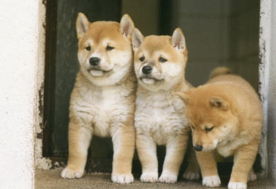 помет Арко и Орионы-Сахар