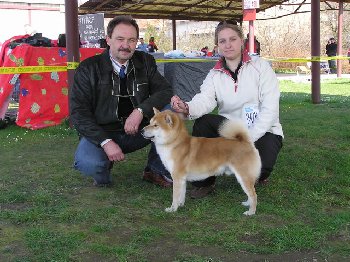 кобель окрас рыж Хикари Дель Монте