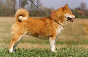 МараШимаТимо(Голландия-имп США)