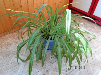 Хлорофитум.JPG