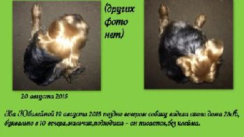 20 августа 2015 йорк на юилейной2.jpg