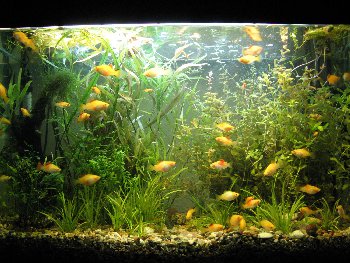 мой аквас.jpg