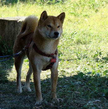 сибо житель Солнечного города