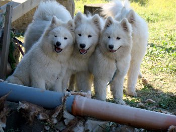 Самоеды в Солнечном городе