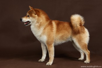 Симба- ЮЧР ЧР ЧРКФ ЧФЛС ЧФОС