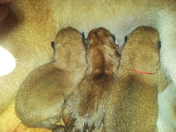 новорожденные первенцы