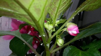 20150605_140546.jpg