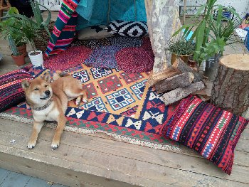 абориген в юрте(или в чуме??)