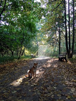 прогулки в лесу