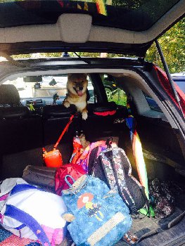 на дачу на дачу - в пампасы!!!