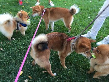 его окружают